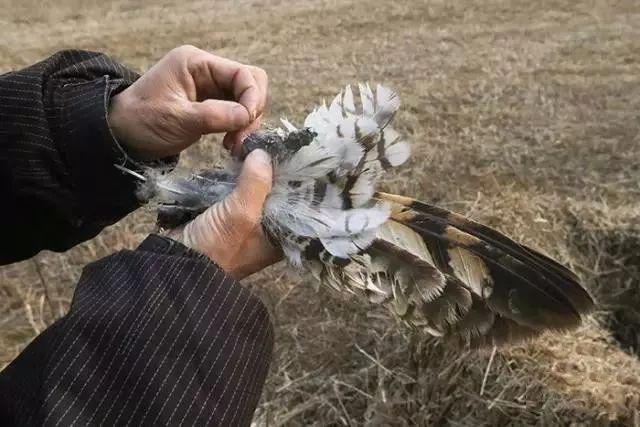 无数动物被摆拍折磨致死……不尊重生命的人，根本不配叫摄影师 !