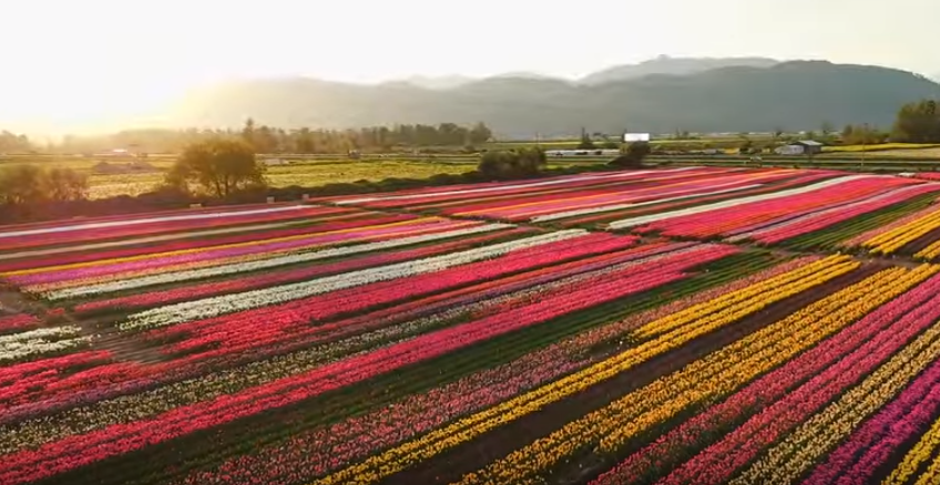 Abbotsford 郁金香节