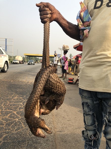 pangolin image resiz.jpg