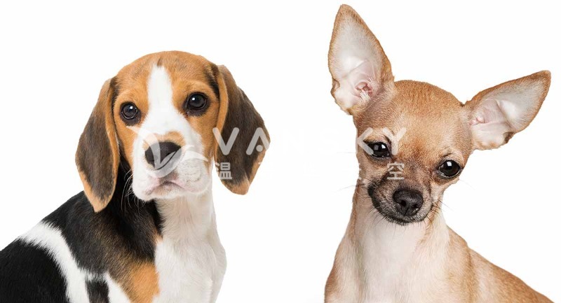 230101203512_beagle-chihuahua-mix-is-a-cheagle.jpg